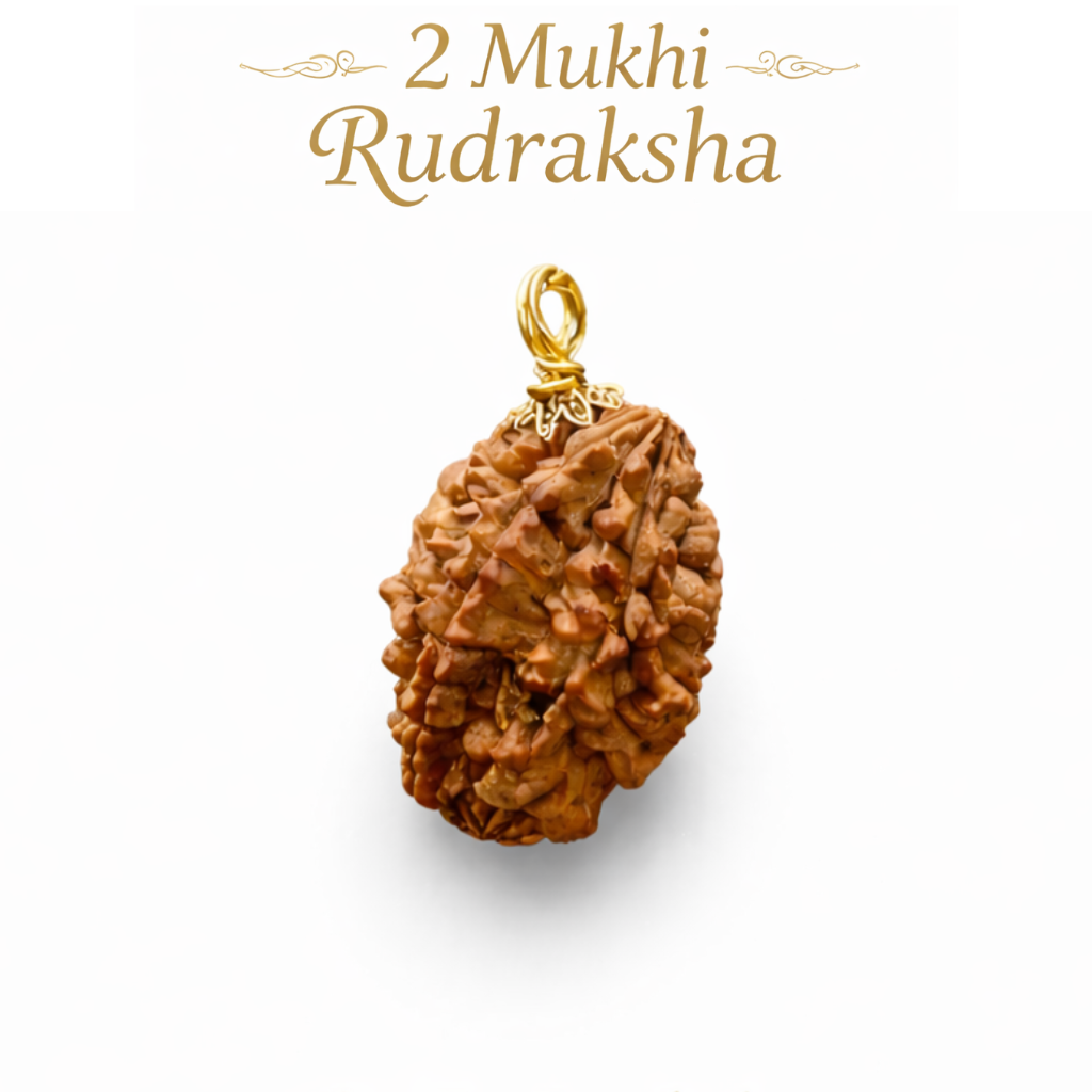 2 Mukhi Rudraksha: Meaning, Origin, Benefits &amp; Scientific Perspective
