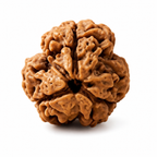 3 Mukhi Rudraksha Wear = the Power of Agni 🔥