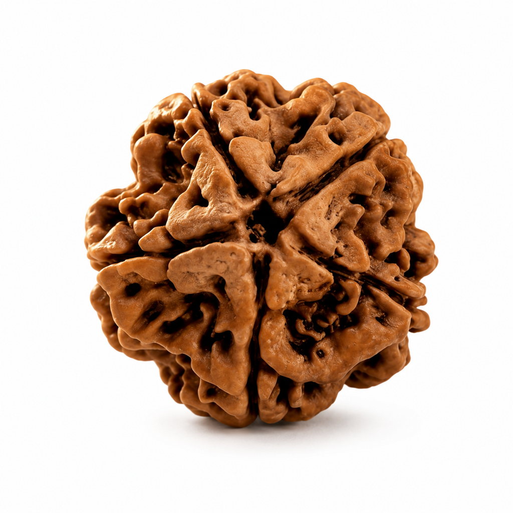 5 Mukhi Nepali Rudraksha – Shiva’s Protection