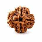 4 Mukhi Nepali Rudraksha – Wisdom of Brahma