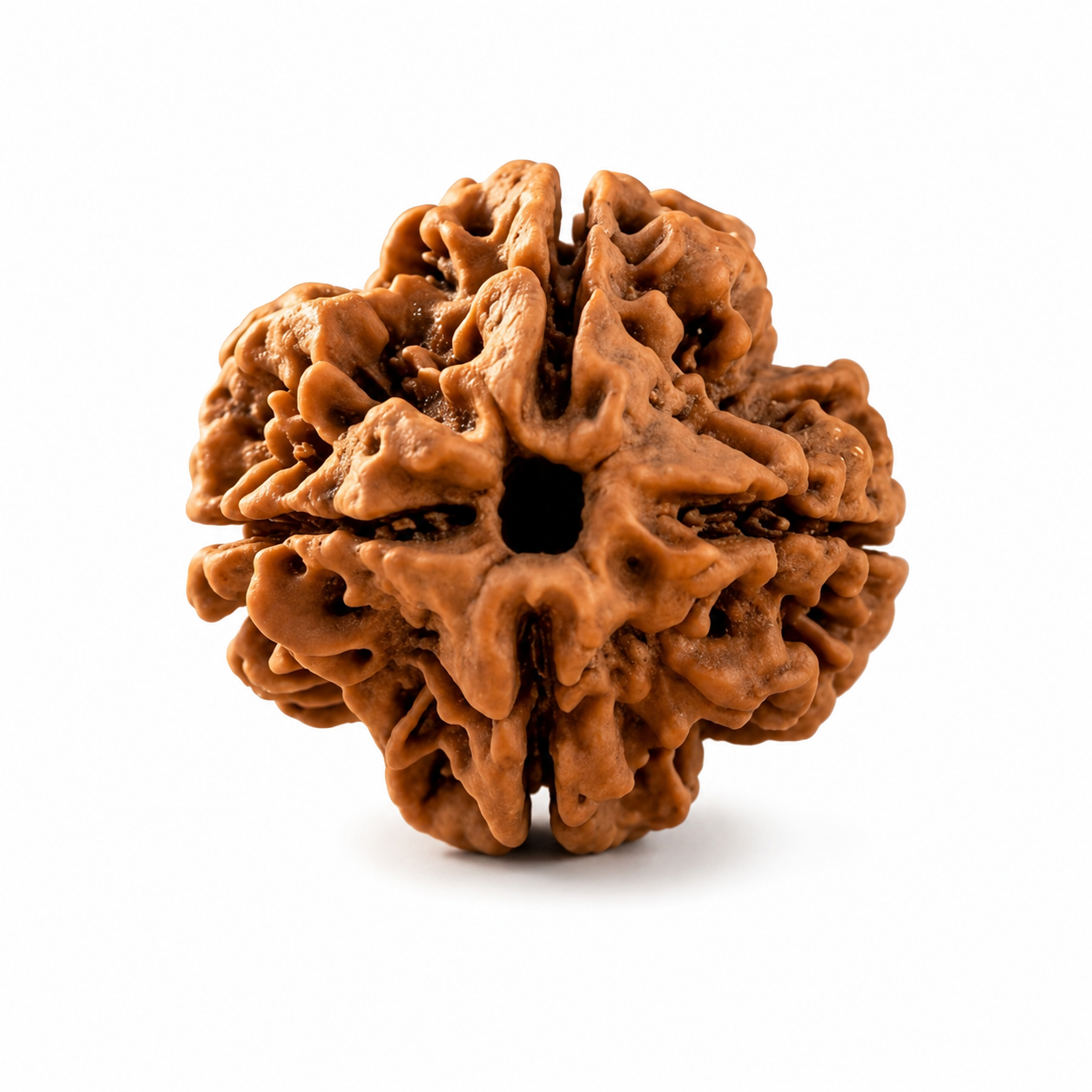 4 Mukhi Nepali Rudraksha – Wisdom of Brahma