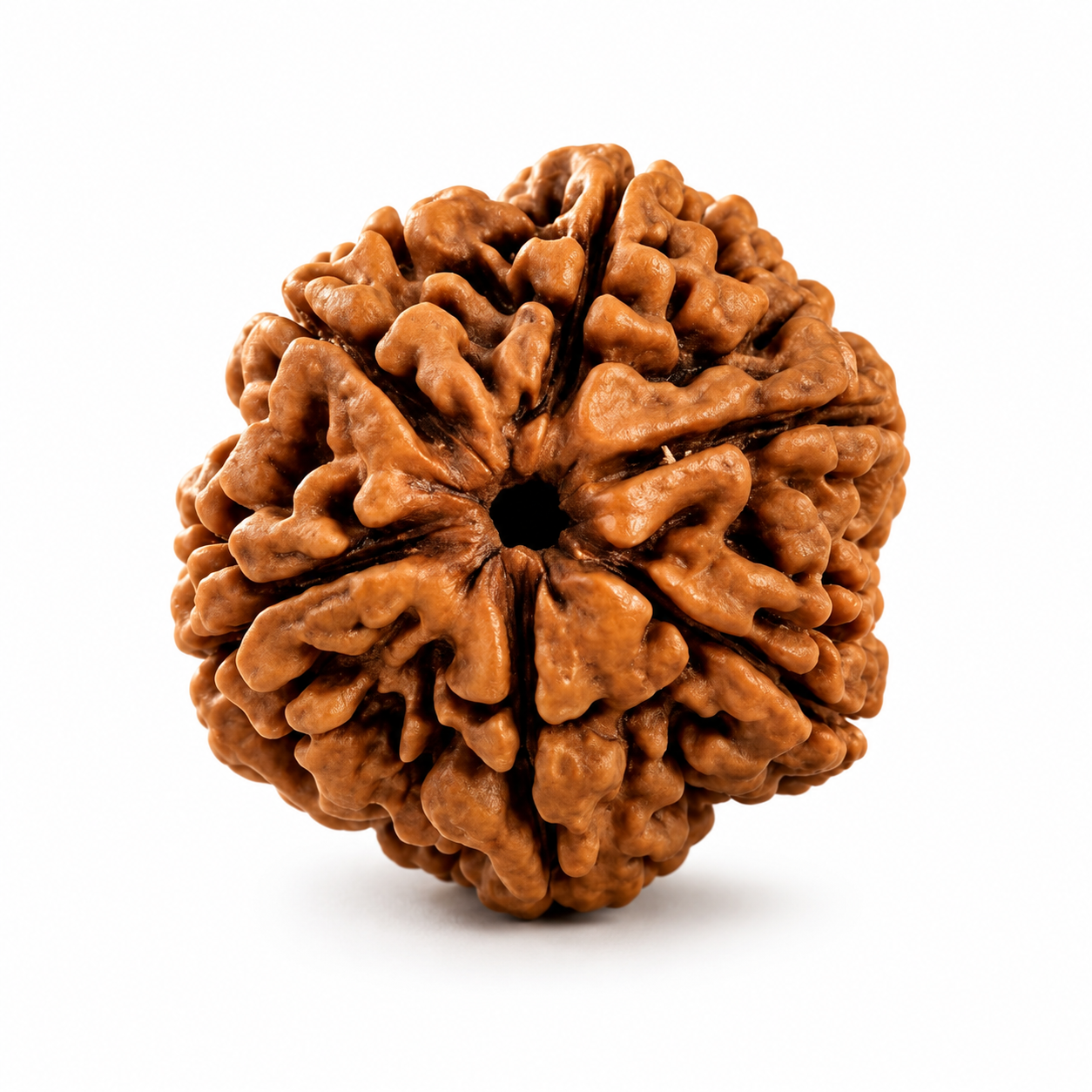 6 Mukhi Nepali Rudraksha – Power of Kartikeya