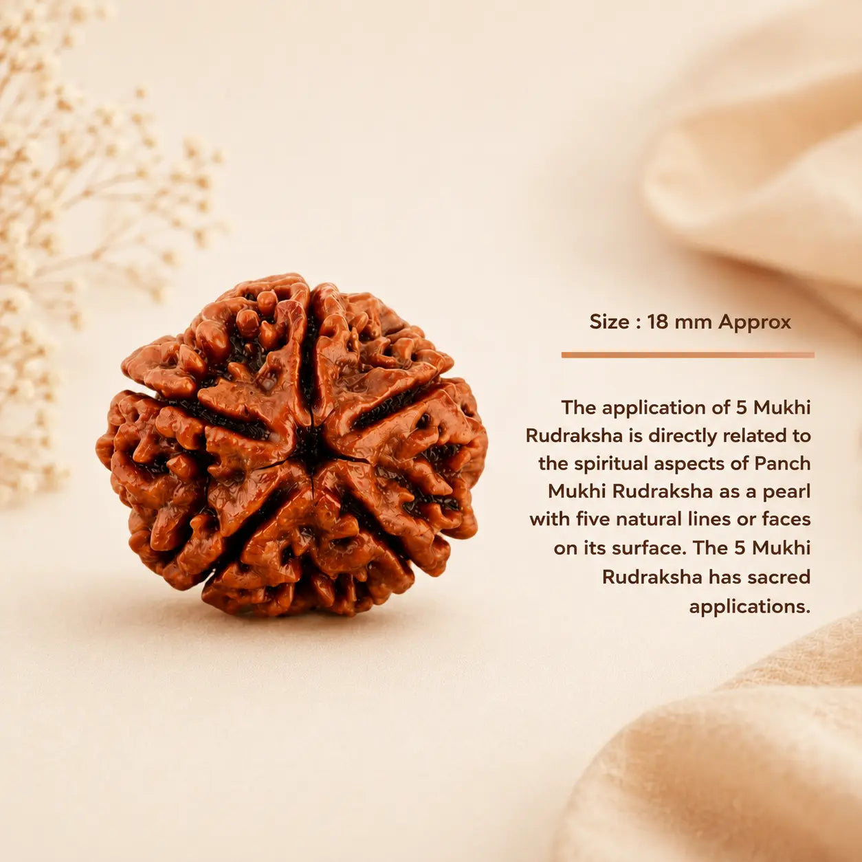 5 Mukhi Nepali Rudraksha – Shiva’s Protection