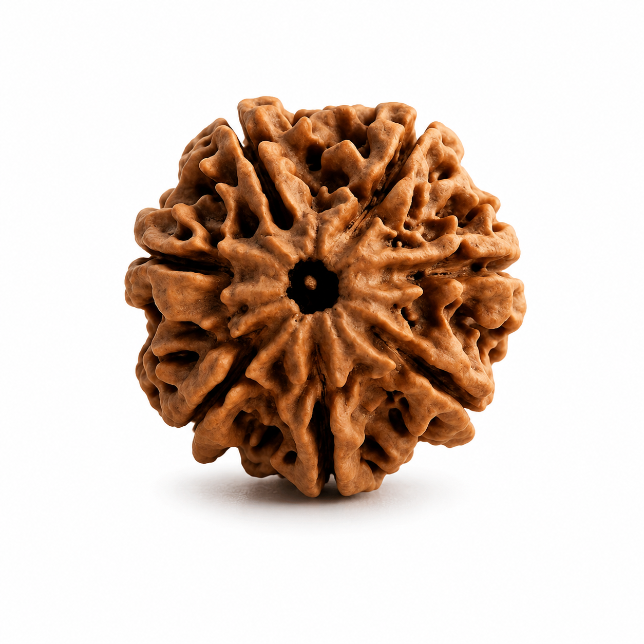 7 Mukhi Nepali Rudraksha – Blessings of Mahalakshmi