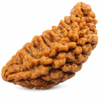 1 Mukhi Rudraksha (Ek Mukhi) – South Indian Original Shiva Bead for Peace, Power & Prosperity