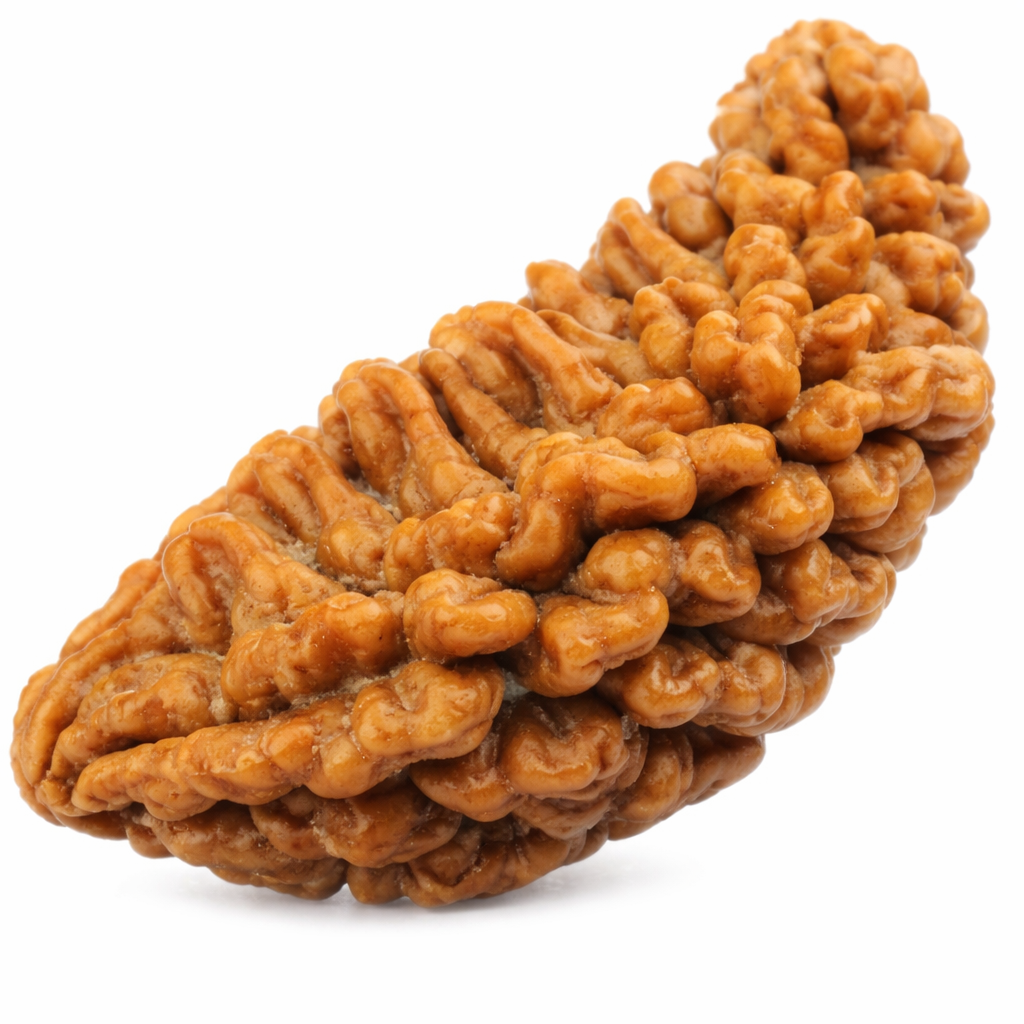 1 Mukhi Rudraksha (Ek Mukhi) – South Indian Original Shiva Bead for Peace, Power & Prosperity