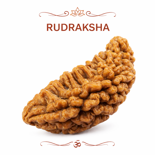 Rudraksha