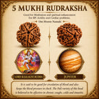 5 Mukhi Nepali Rudraksha – Shiva’s Protection