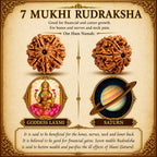 7 Mukhi Nepali Rudraksha – Blessings of Mahalakshmi