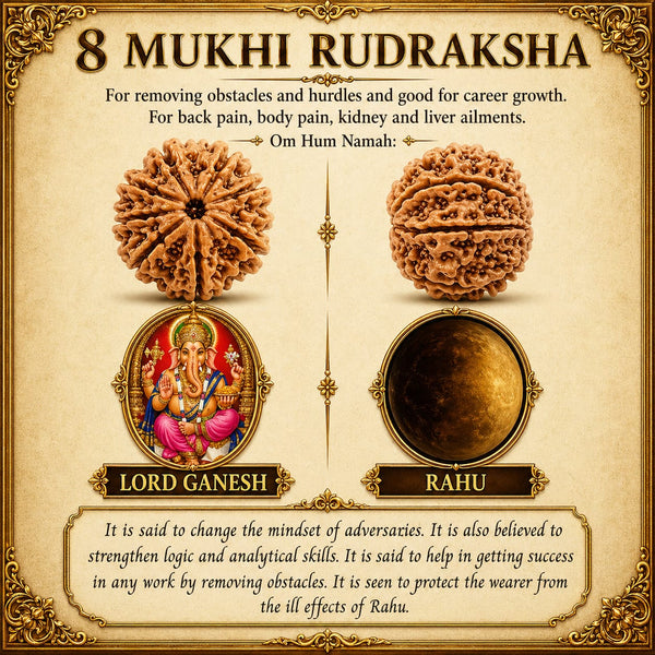 8 Mukhi South Rudraksha – Blessings of Ganesha